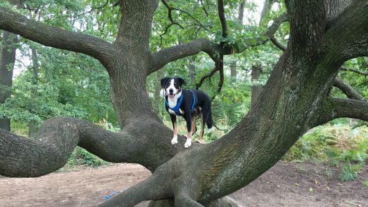 Hund steht auf Baum