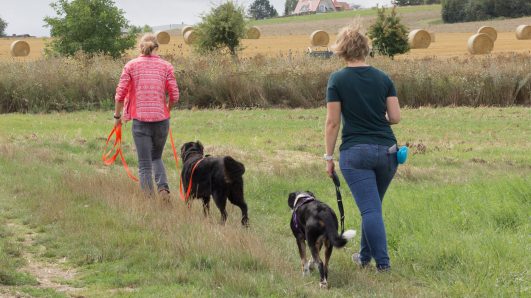 Begegnungstraining mit zwei Hunden